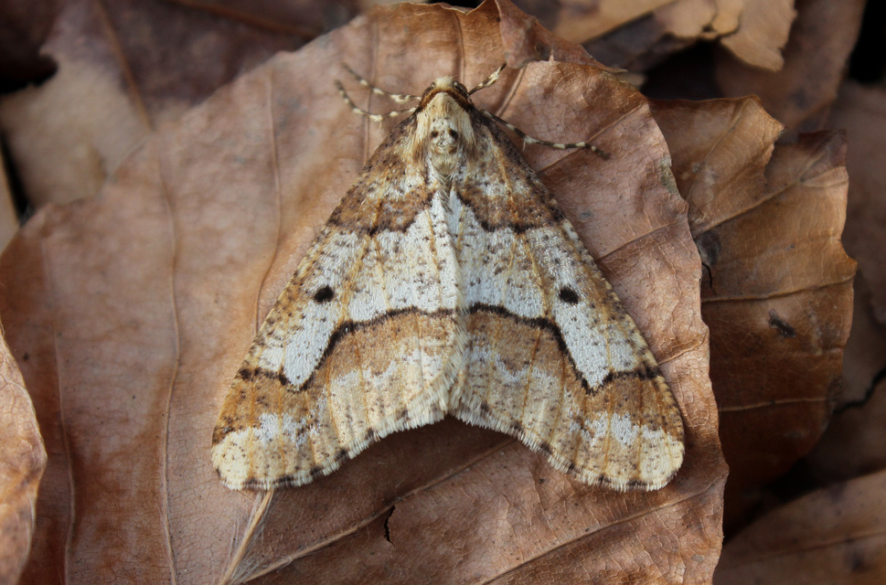 Erannis defoliaria - nagy téliaraszoló
