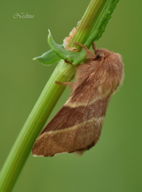 Malacosoma neustria - gyűrűsszövő