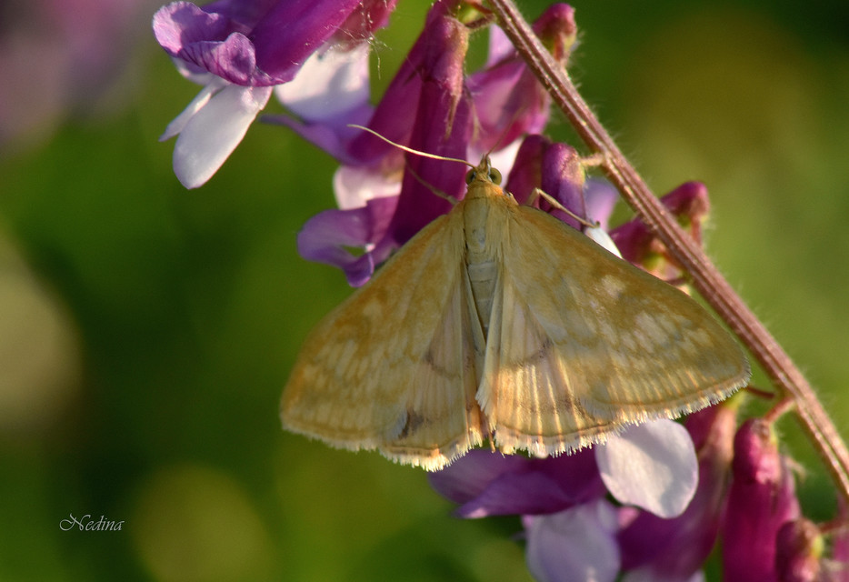 Sitochroa verticalis - világossárga dudvamoly