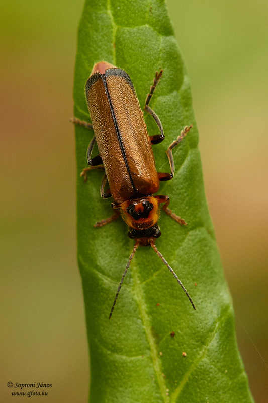 Cantharis terminata