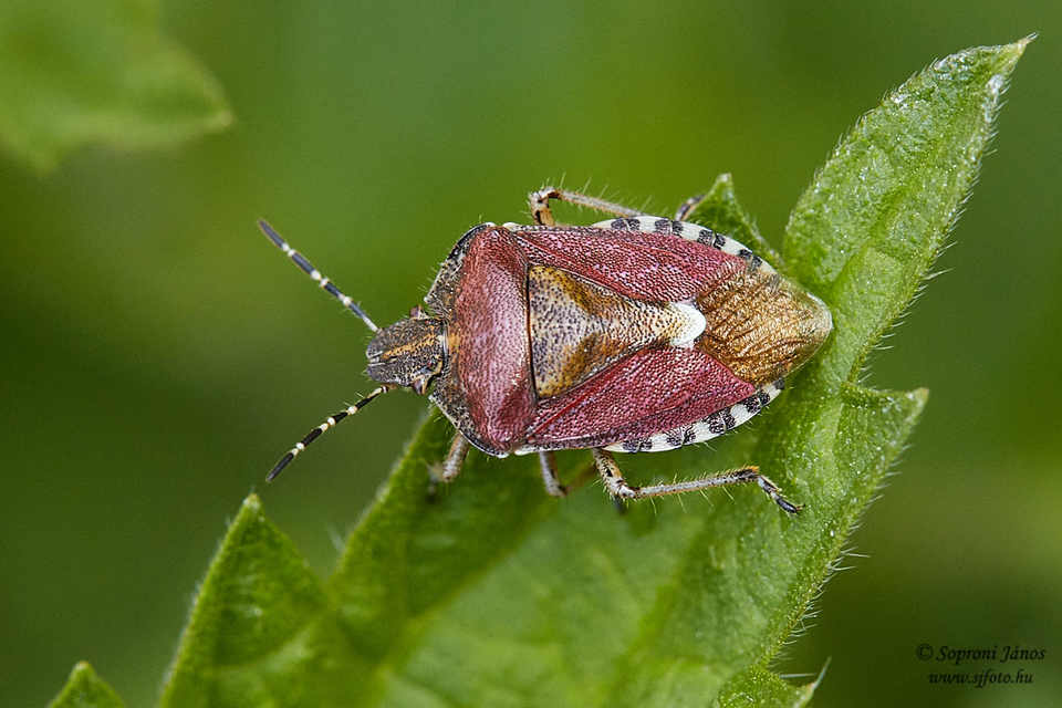 Dolycoris baccarum - közönséges bogyómászó-poloska