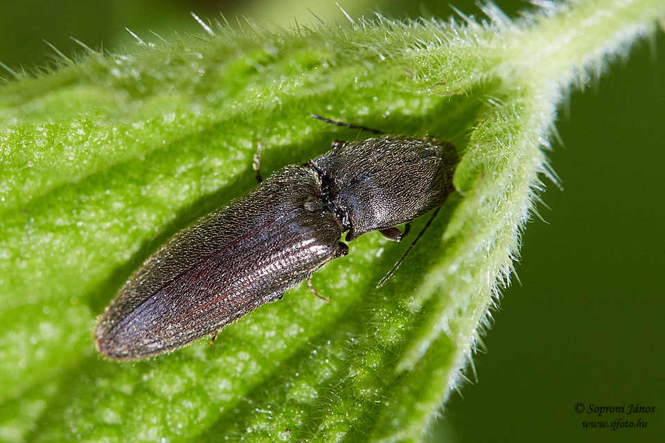 Athous haemorrhoidalis - szurkos pattanó Athous haemorrhoidalis - szurkos pattanó