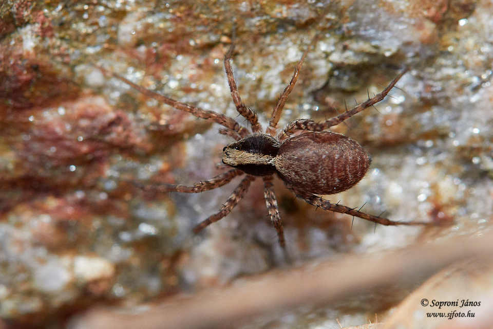 Pardosa alacris/lugubris