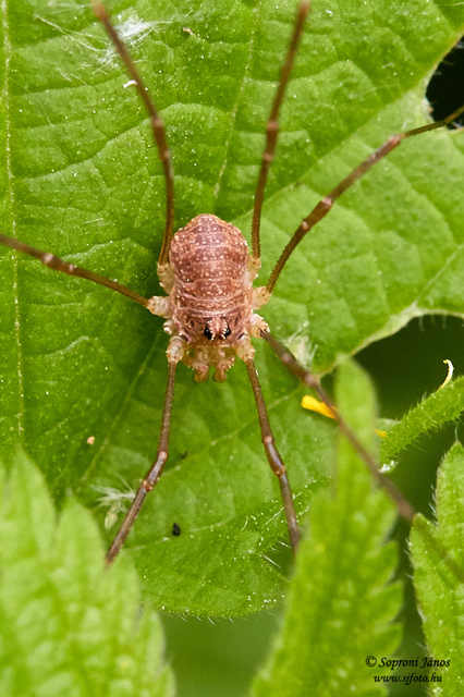 Rilaena triangularis