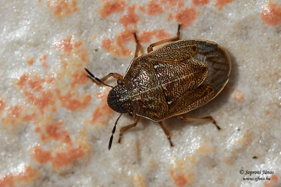 Neottiglossa pusilla - feketehasú címerespoloska Neottiglossa pusilla - feketehasú címerespoloska