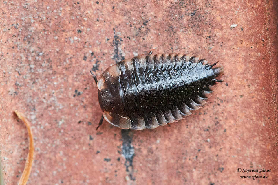 Coleoptera - Bogarak