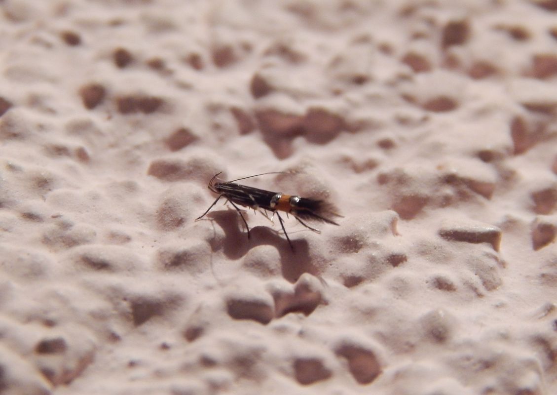 Cosmopterix scribaiella - levantei tündérmoly