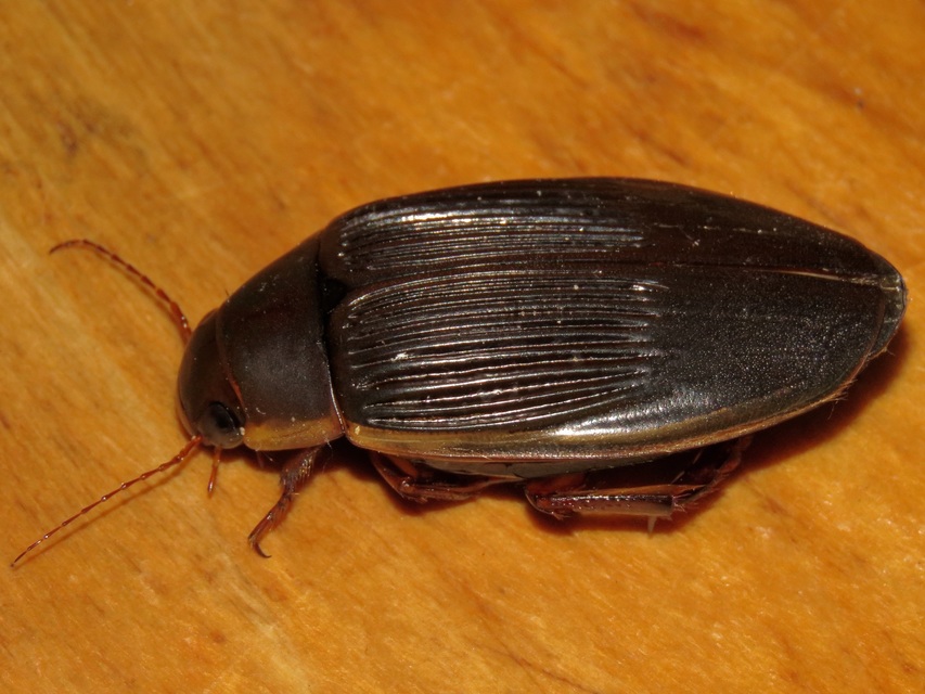 Dytiscus dimidiatus - tompacsípős csíkbogár