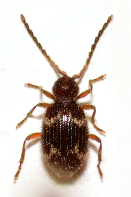 Ptinus rufipes - vöröslábú tolvajbogár