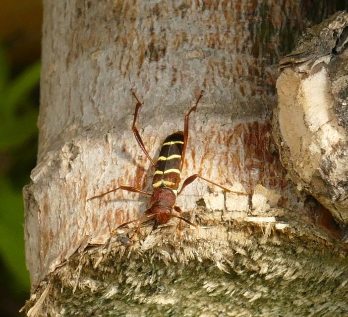 Neoclytus acuminatus - amerikai darázscincér