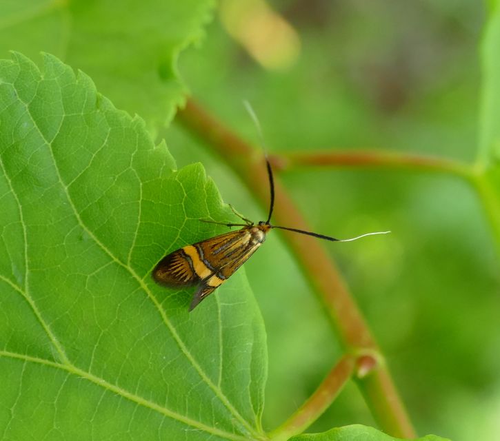 Nemophora degeerella - pompás tőrösmoly