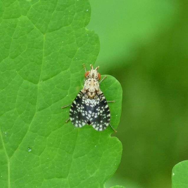 Trypetoptera punctulata - pirosszemű szarvaslégy