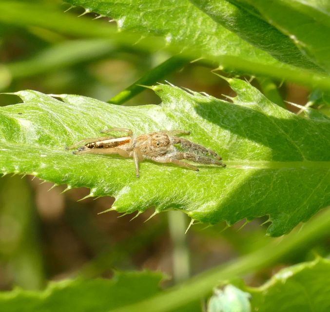 Mendoza canestrinii - mediterrán nádiugrópók