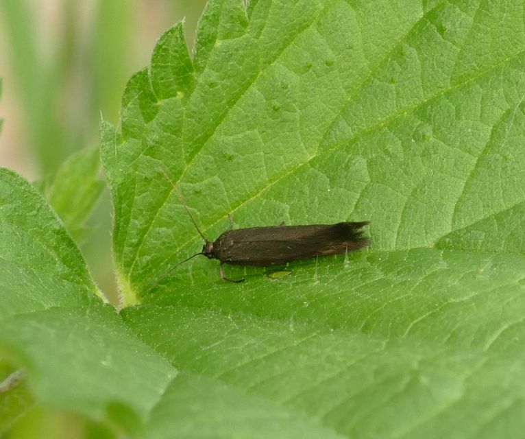 Scythrididae - zöldmolyfélék