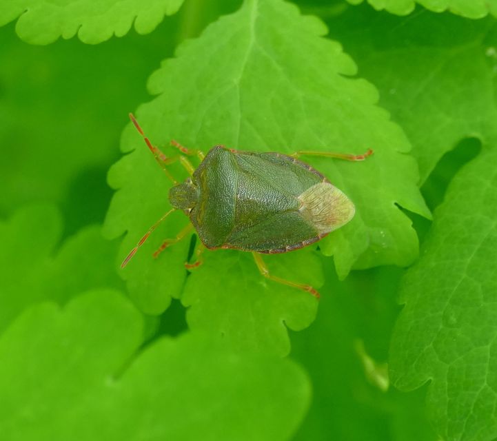 Palomena prasina - zöld bogyómászó-poloska Palomena prasina - zöld bogyómászó-poloska