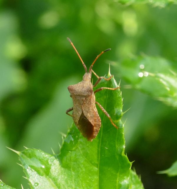 Coreus marginatus - közönséges karimáspoloska