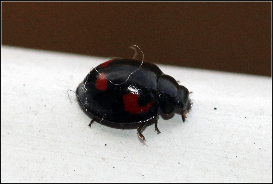 Exochomus quadripustulatus - négyfoltos szerecsenkata