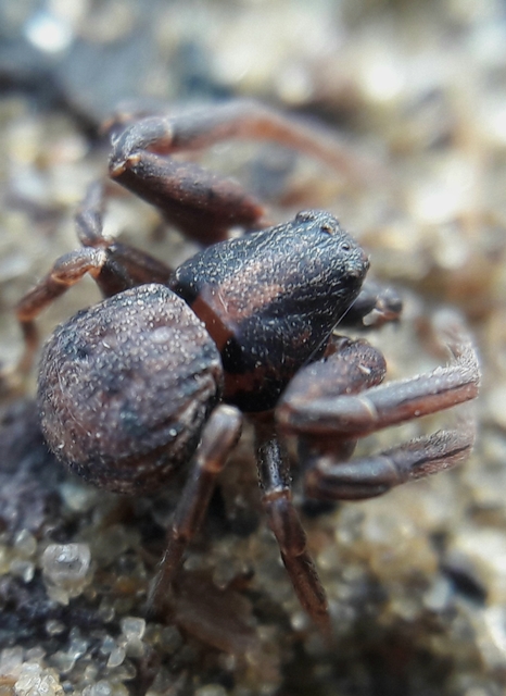 Ozyptila claveata