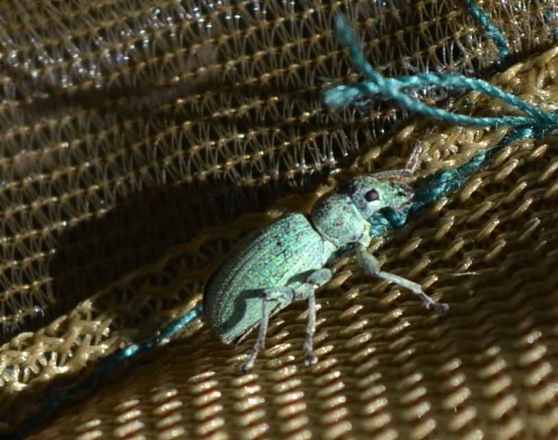 Phyllobius maculicornis - galagonya-levélormányos