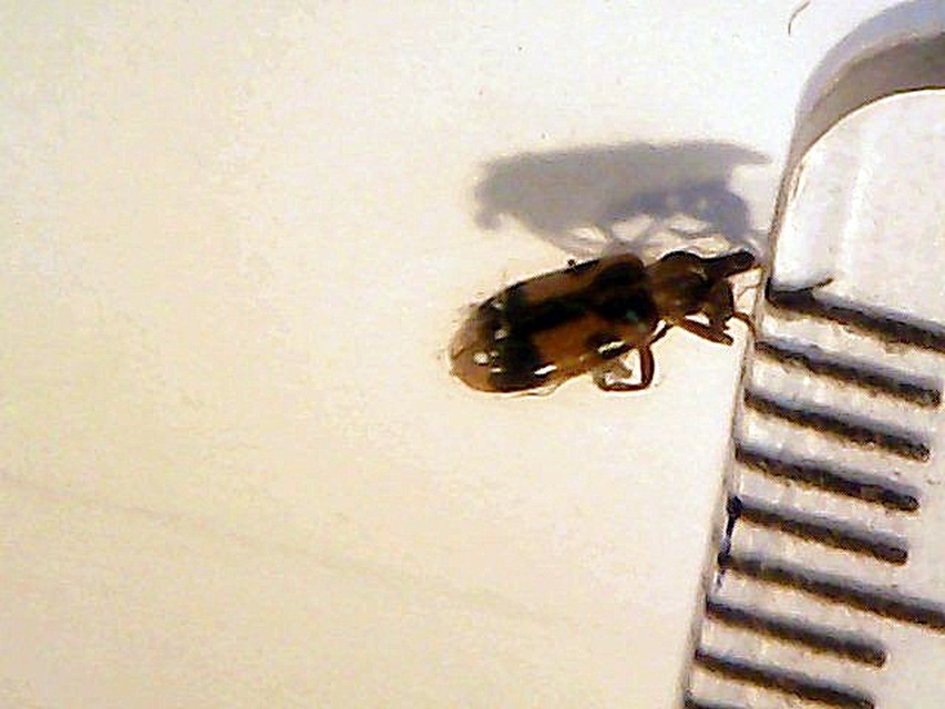Notoxus monoceros - sárgahasú nyakszarvúbogár