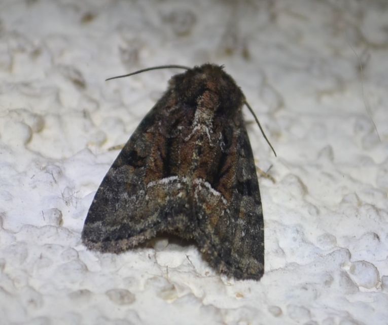 Oligia strigilis/latruncula/versicolor