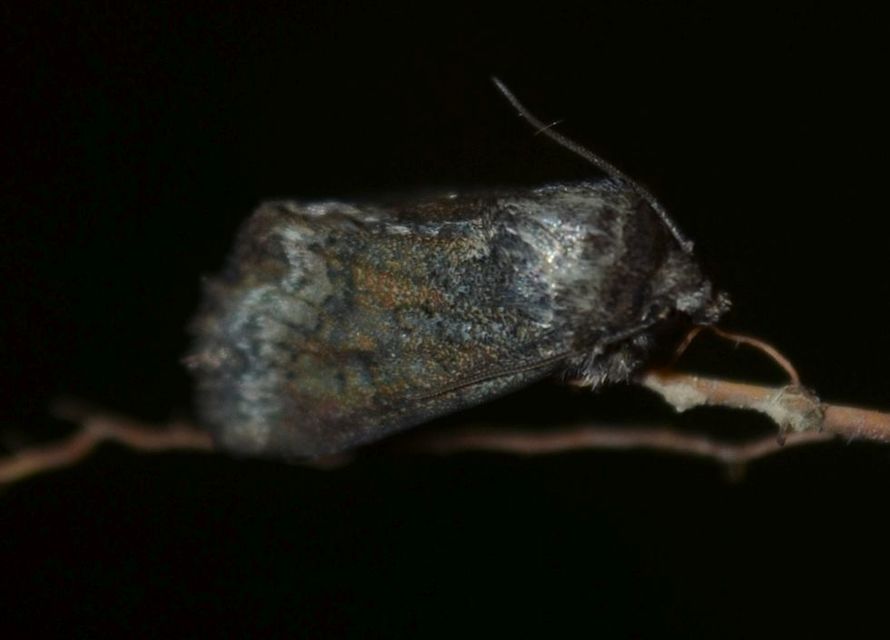 Oligia strigilis - kormos dudvabagoly