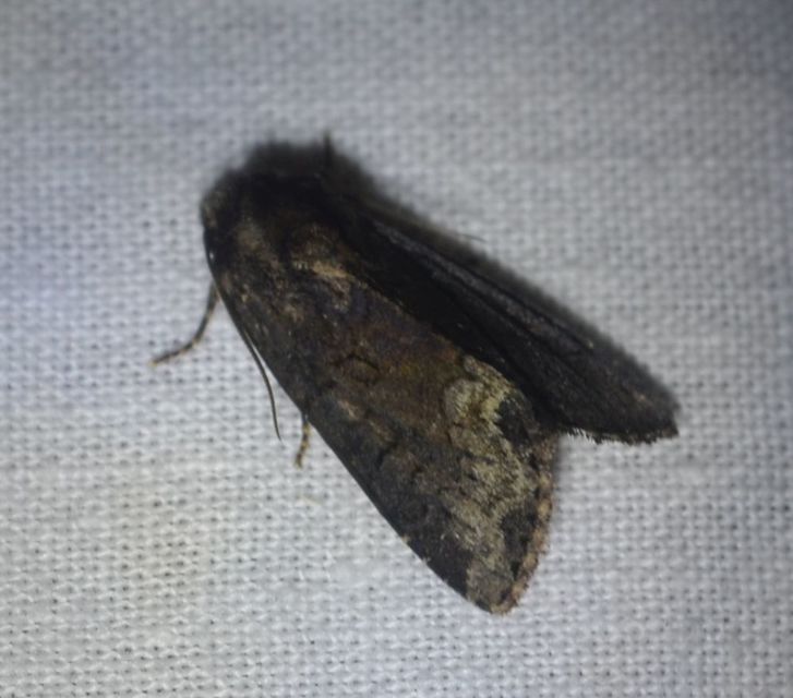 Oligia strigilis - kormos dudvabagoly