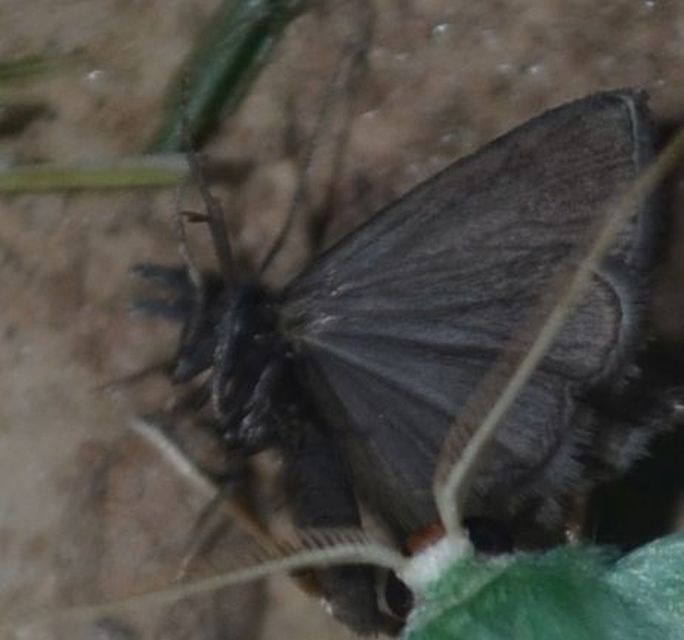 Hemistola chrysoprasaria - kékes zöldaraszoló