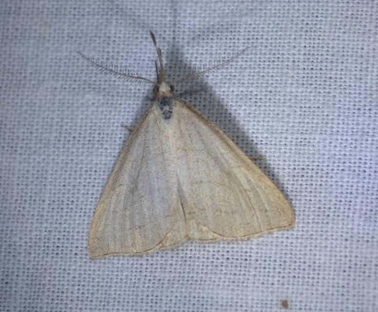 Polypogon tentacularia - sötétaljú karcsúbagoly