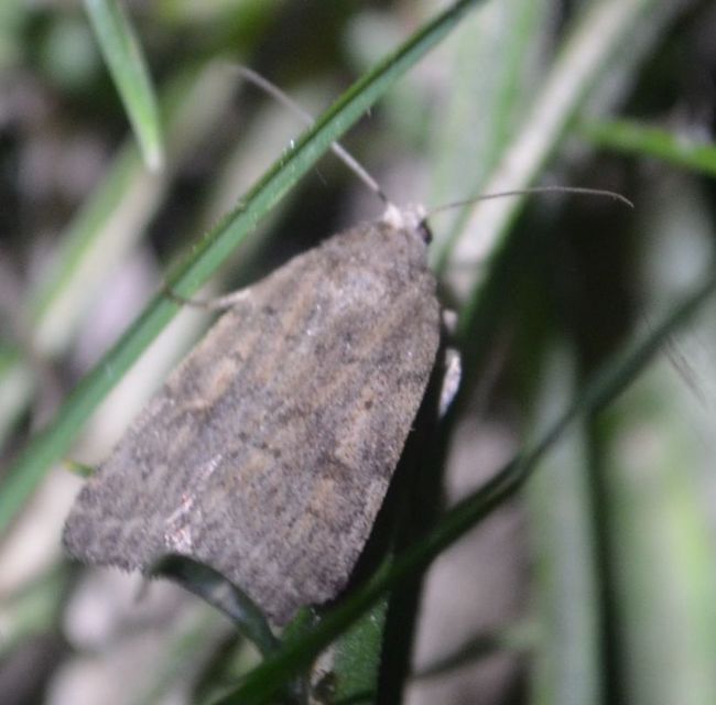 Athetis gluteosa - nyugtalan lápibagoly