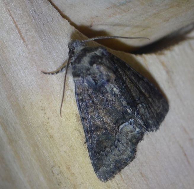 Oligia strigilis/latruncula/versicolor