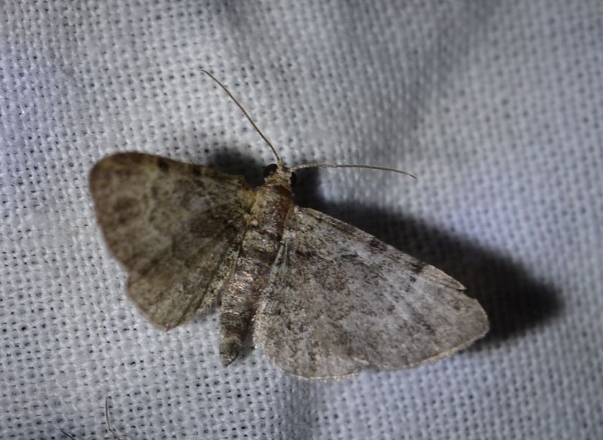 Pasiphila rectangulata - almavirág-araszoló