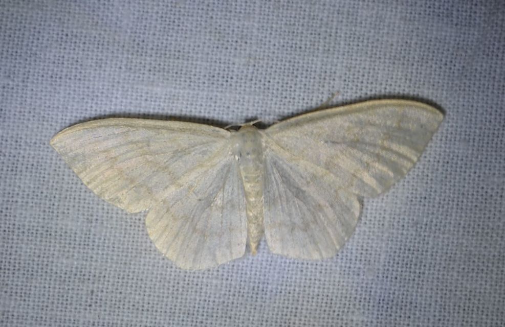 Scopula floslactata - tejfehér sávosaraszoló