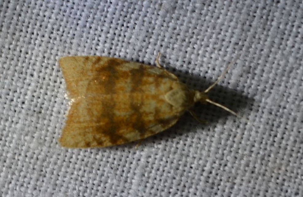 Aleimma loeflingiana - tölgylevél-sodrómoly Aleimma loeflingiana - tölgylevél-sodrómoly