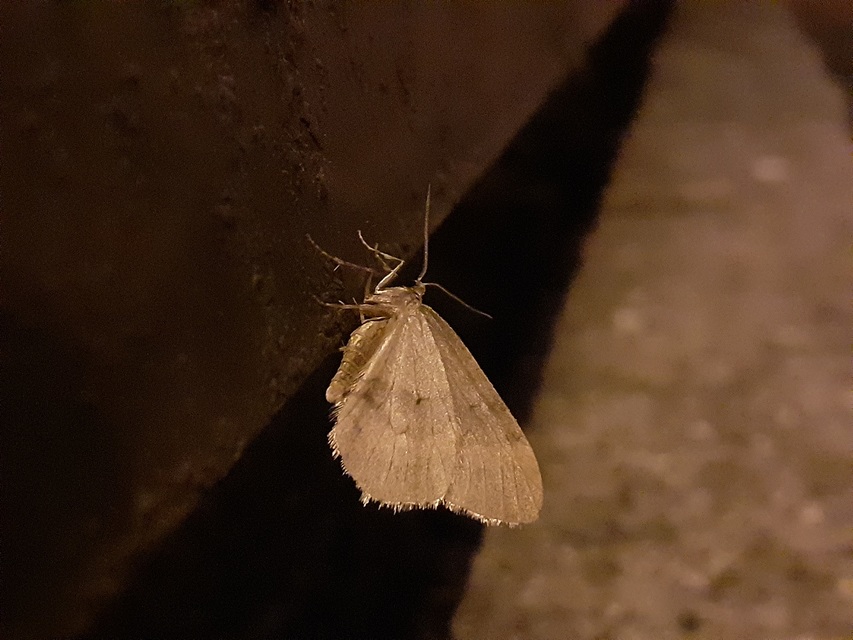 Operophtera brumata - kis téliaraszoló