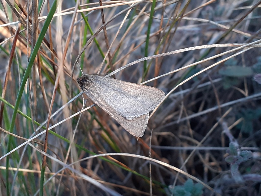 Lignyoptera fumidaria - füstös ősziaraszoló
