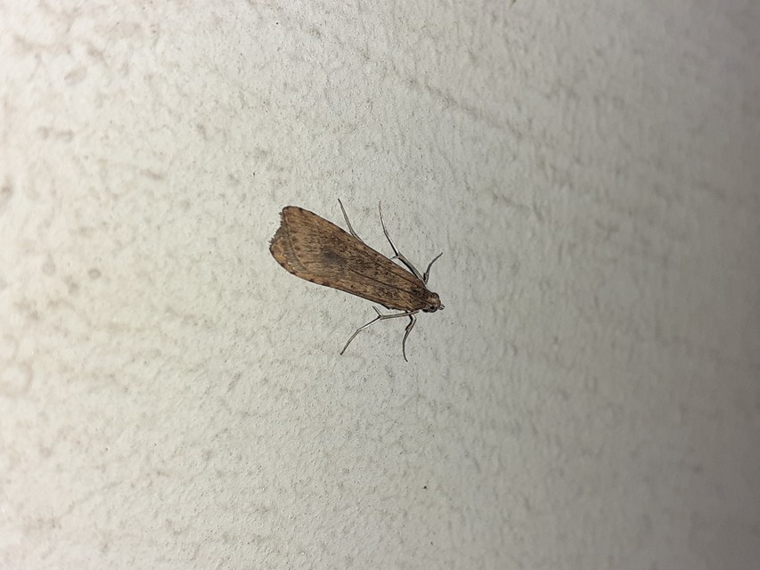 Nomophila noctuella - közönséges vándormoly