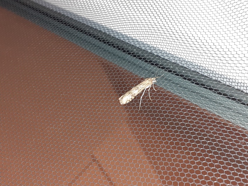 Nomophila noctuella - közönséges vándormoly