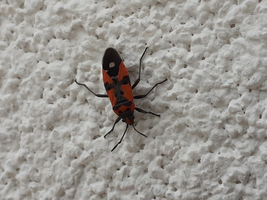 Lygaeus equestris - közönséges lovagbodobács