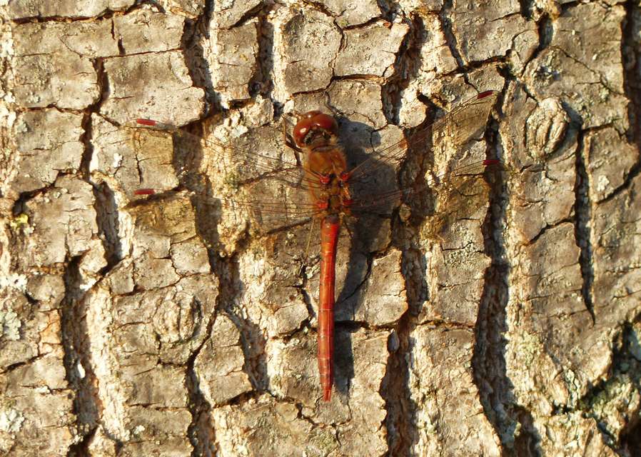 Sympetrum striolatum - harántsávos katona-szitakötő