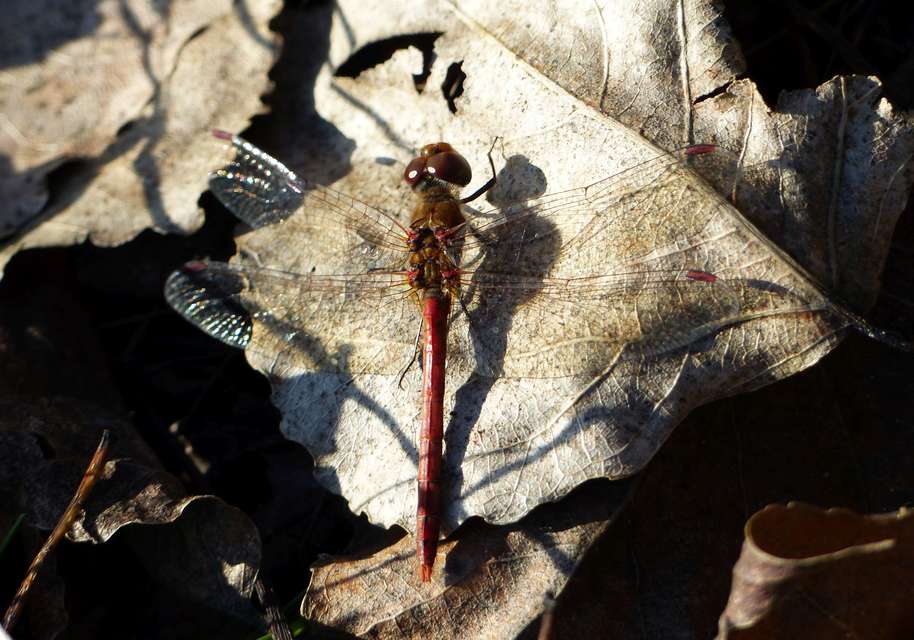 Sympetrum striolatum/vulgatum