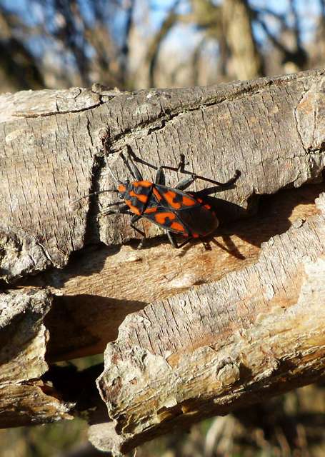 Spilostethus saxatilis - virágbodobács