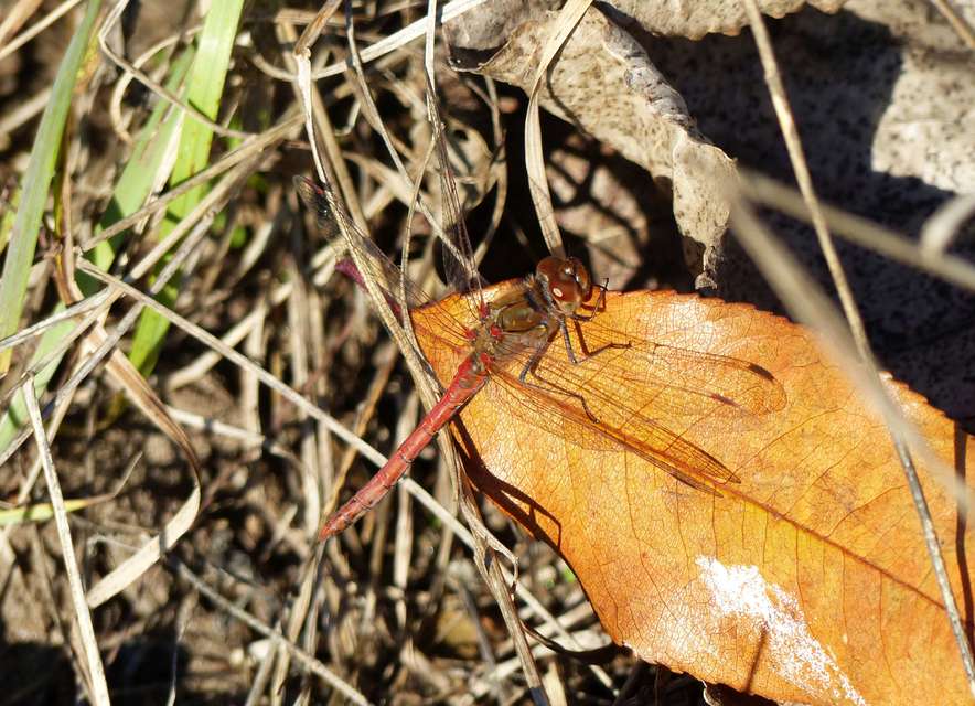 Sympetrum striolatum - harántsávos katona-szitakötő
