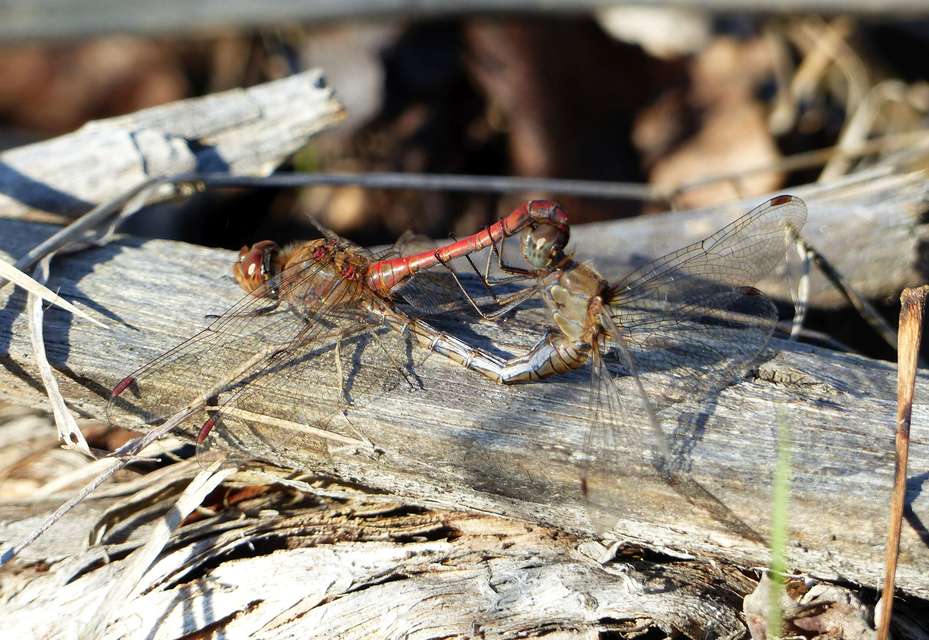 Sympetrum striolatum - harántsávos katona-szitakötő