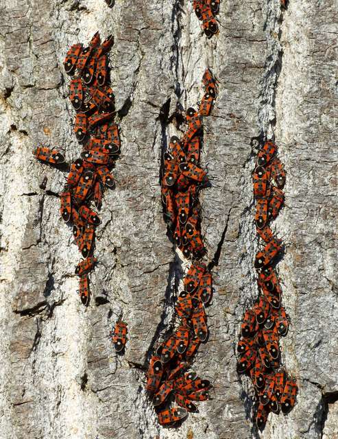 Lygaeus equestris/simulans