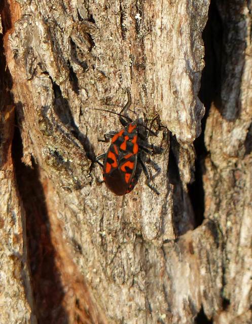 Spilostethus saxatilis - virágbodobács