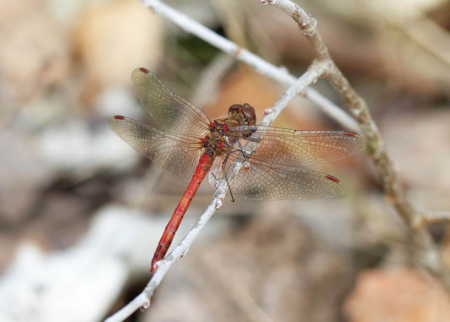 Sympetrum striolatum/vulgatum