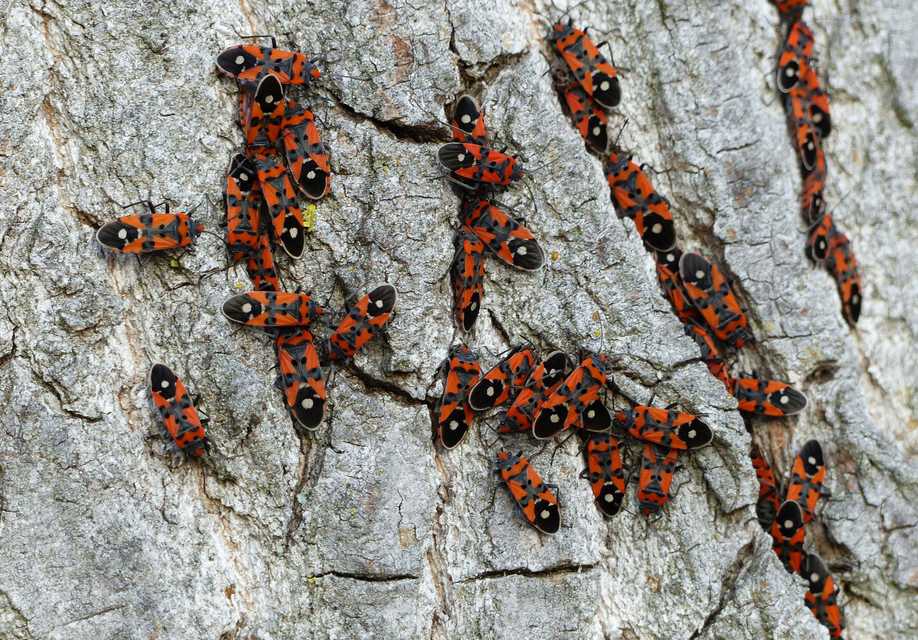 Lygaeus equestris/simulans