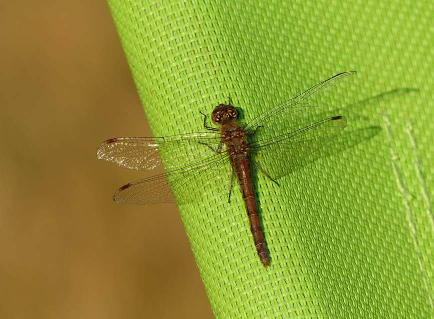 Sympetrum vulgatum - barkós katona-szitakötő