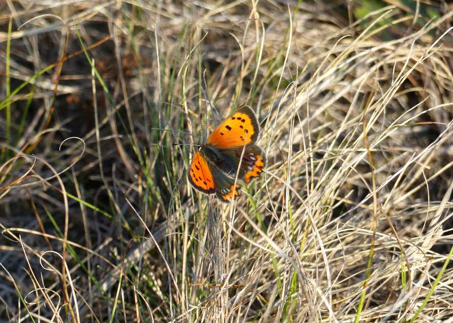 Lycaena phlaeas - közönséges tűzlepke
